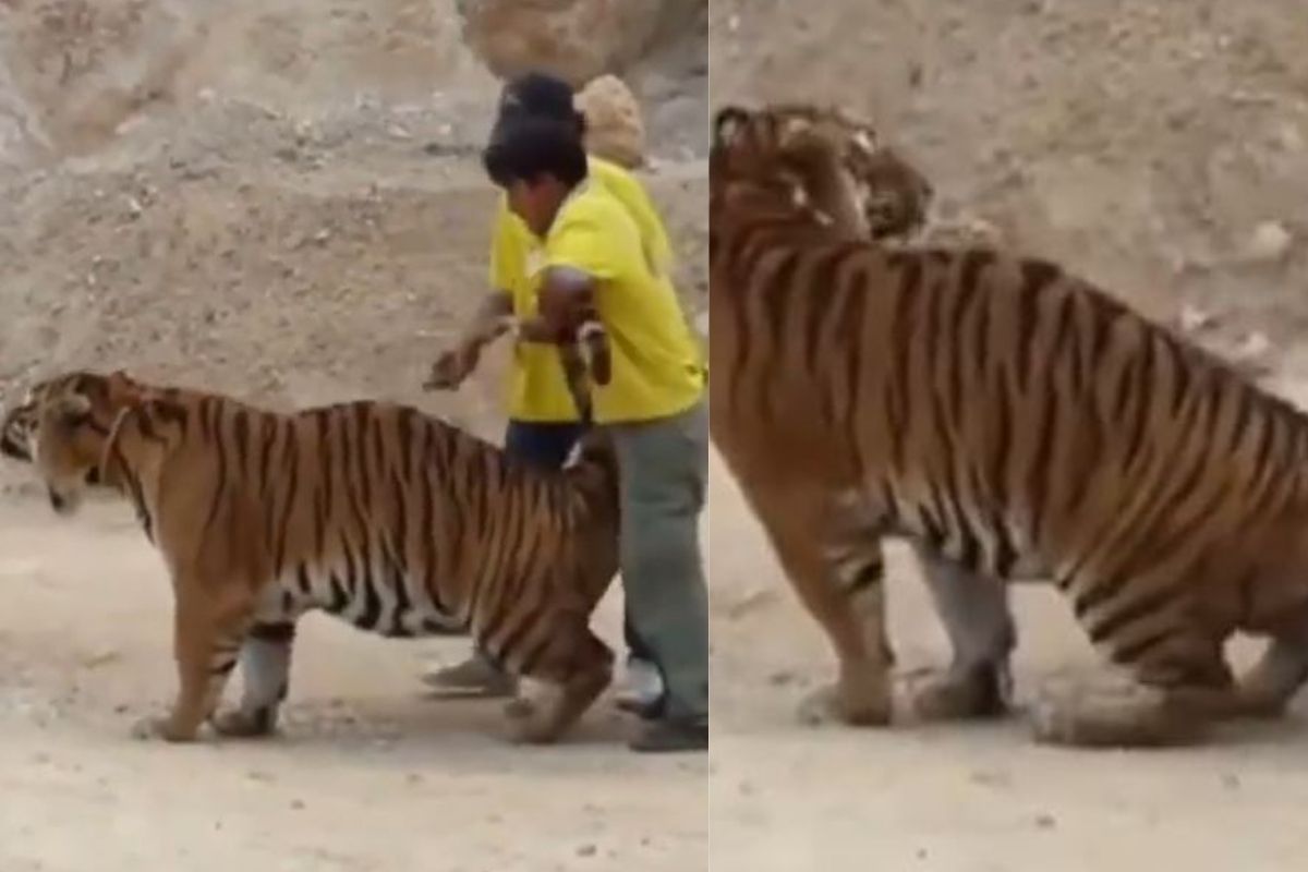 तरुणांनी वाघाच्या गळ्यात बांधला पट्टा, शेपटी ओढली आणि..; पाहा काळजाचा ठोका चुकवणारा VIDEO