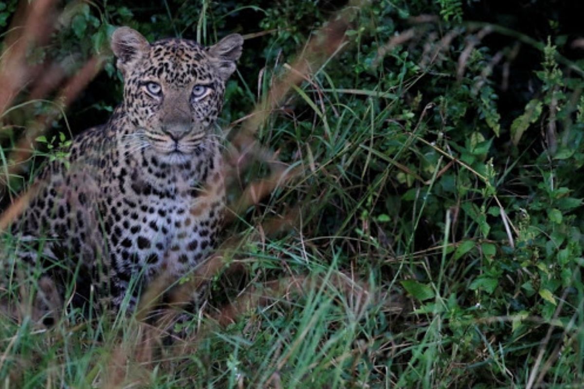 वाढदिवसाच्या केकनं वाचवला जीव; बिबट्याच्या जीवघेण्या हल्ल्यातून बचावले दोघं भाऊ, सांगितला घटनेचा थरार