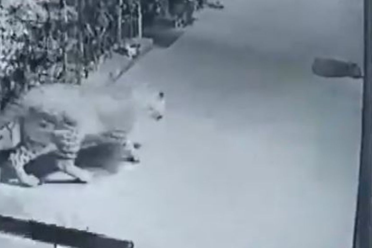 घराबाहेर झोपलेल्या कुत्र्याचा बिबट्यानं पाडला फडशा, नाशिकमधील घटनेचा VIDEO कॅमेऱ्यात कैद