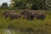 पाण्यातच रंगला मगर अन् हत्तीचा सामना, पाहा अंगावर काटा आणणारा VIDEO
