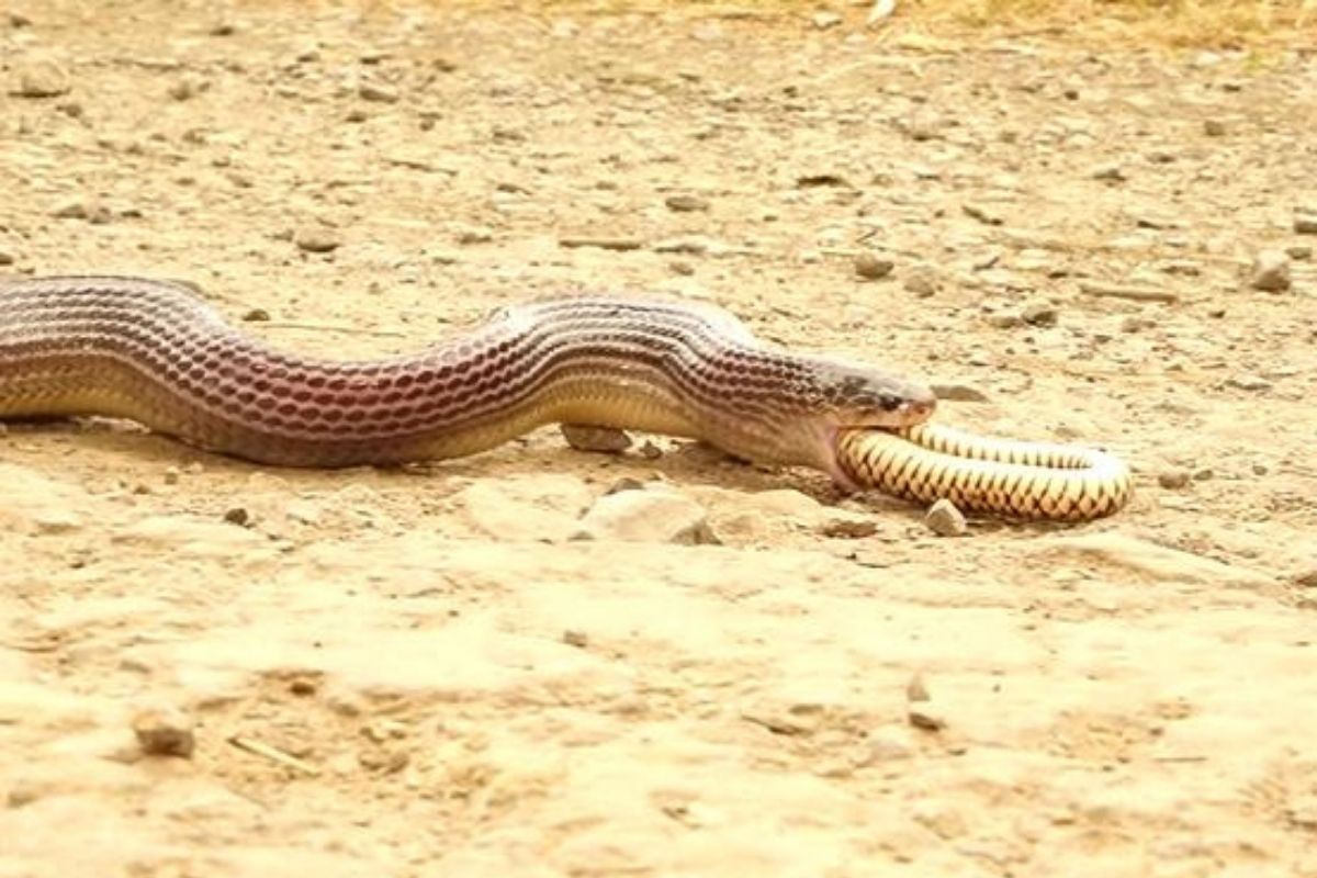 दोन सापांमध्ये रंगला भयंकर सामना; एकानं दुसऱ्याला अक्षरशः गिळून टाकलं, Shocking Video Viral