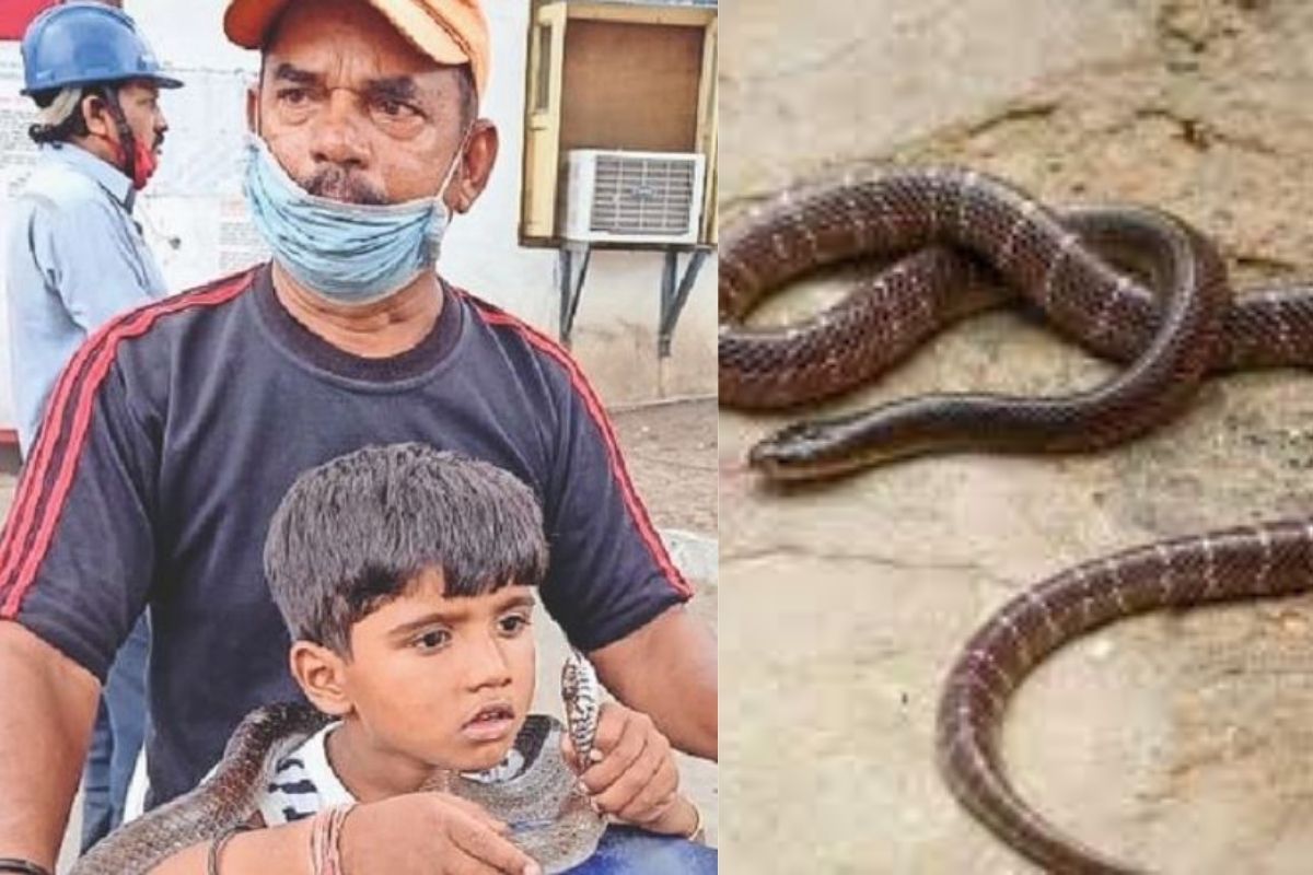 बापरे! साडेचार वर्षाच्या प्रिन्सनं आतापर्यंत पकडलेत 100 विषारी साप, त्या एक प्रसंगानं बनवलं धाडसी