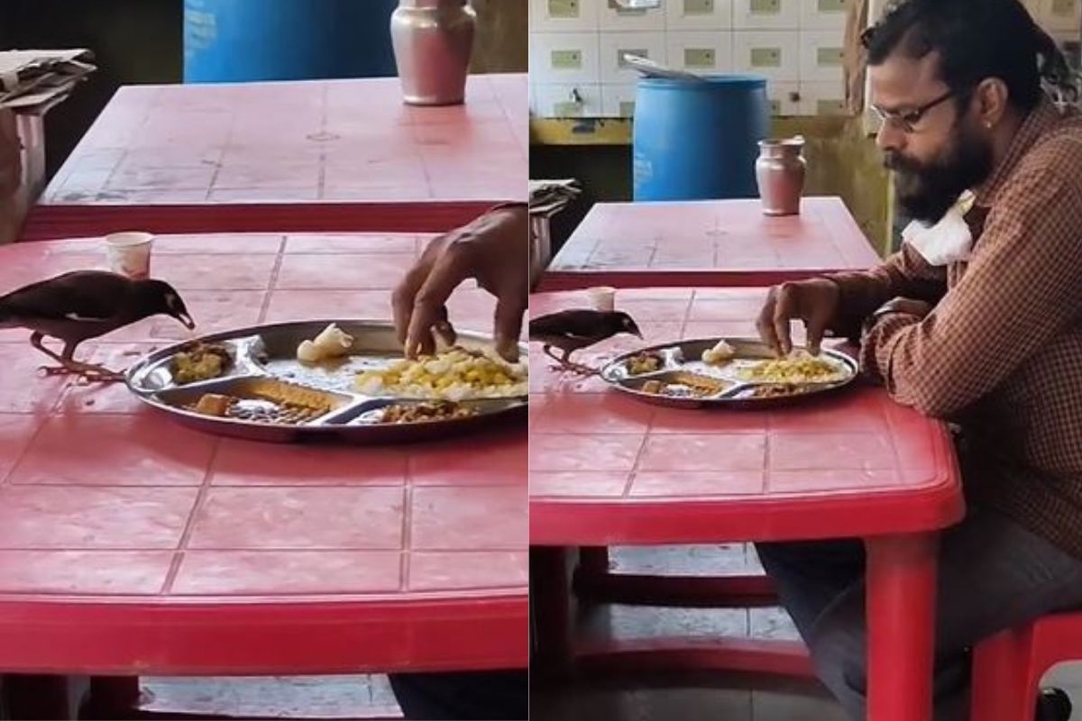 जेवण करत होता व्यक्ती; अचानक पक्षी आला अन्..., मजेशीर VIDEO VIRAL