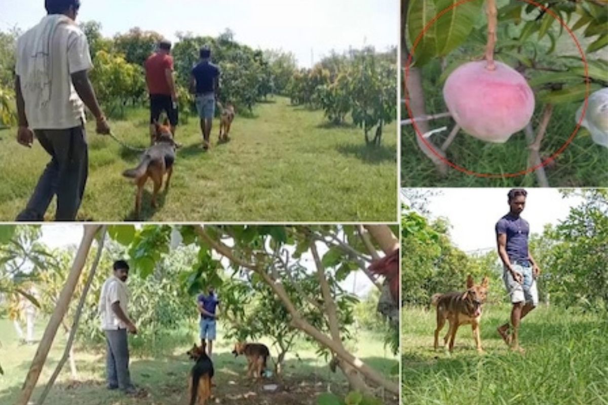 बापरे! आंब्याच्या रक्षणासाठी 4 गार्ड अन् 6 श्वान तैनात, वाचा काय आहे कारण