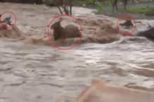 VIDEO: यवतमाळमध्ये मुसळधार पाऊस, पुराच्या पाण्यात जनावरे गेली वाहून VIDEO: यवतमाळमध्ये मुसळधार पाऊस, पुराच्या पाण्यात जनावरे गेली वाहून