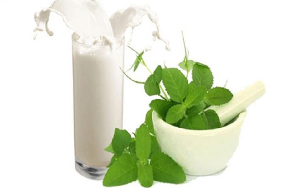 तुळशीचं दूध (Tulsi Milk)प्यायल्यास आपण कोणत्या आजारांपासून बचाव करू शकतो. तुळशीची पानं दुधात उकळवून प्यायल्याने डोकेदुखी किंवा मायग्रेनसारख्या आजारांमध्ये आराम मिळतो.
