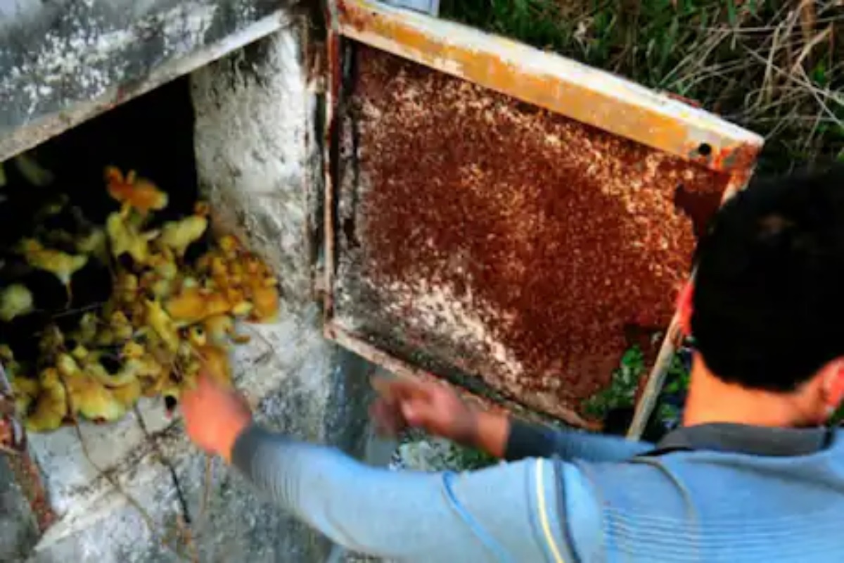 EXPLAINER: माणसात आढळलेला बर्ड फ्लूचा स्ट्रेन कितपत घातक? जाणून घ्या कसा होतो प्रसार