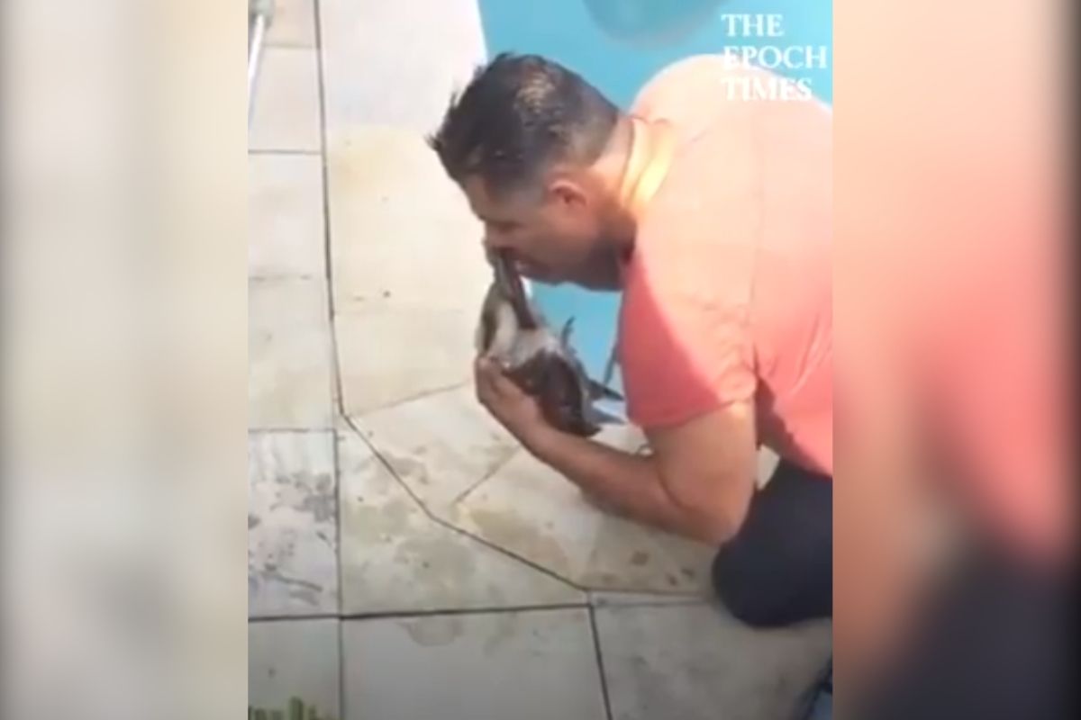 VIDEO: शेवटच्या घटका मोजणाऱ्या पक्षाला जीवदान; तरुणाने तोंडाने श्वास देत फुंकला प्राण