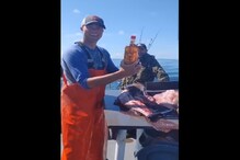 VIDEO: अरे हे काय! मच्छीमाराला माशाच्या पोटात मिळाली Whisky ची बॉटल