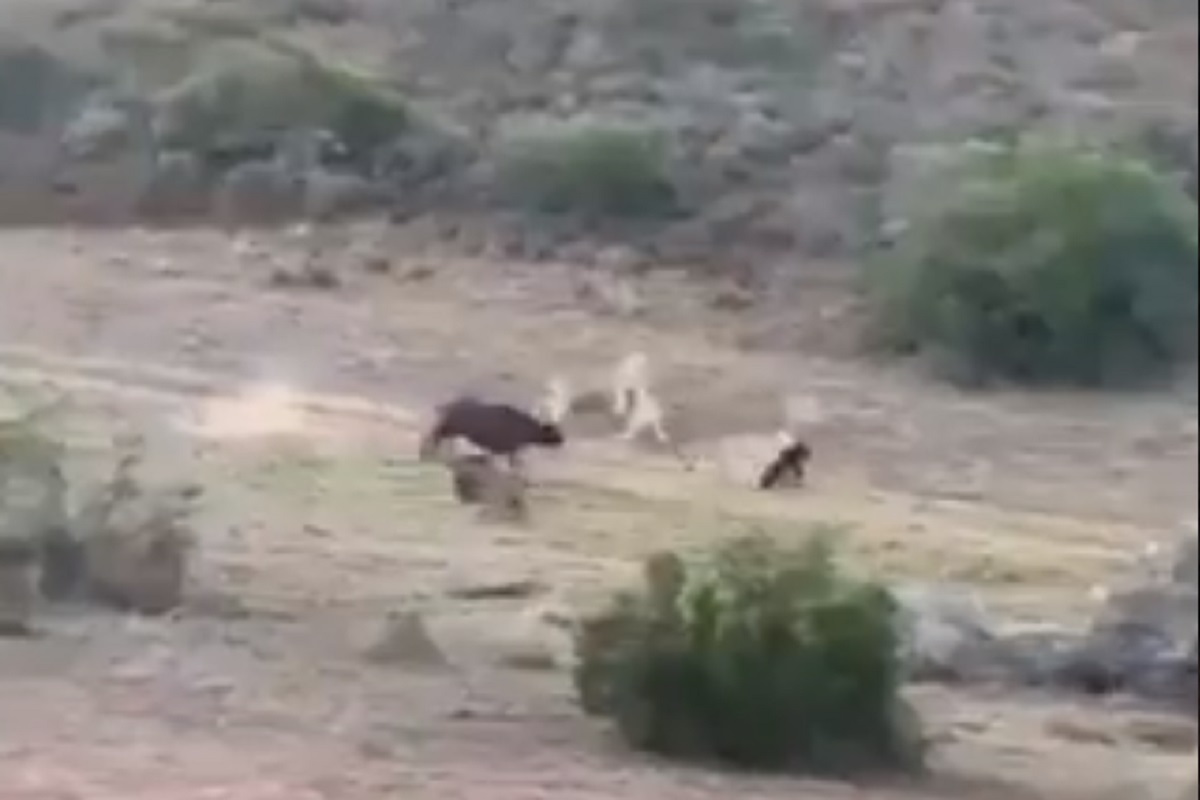 सिंहाच्या कळपात एकटी भिडली आई; सिंहिणीच्या जबड्यातूनही म्हशीने वासराला खेचून आणलं