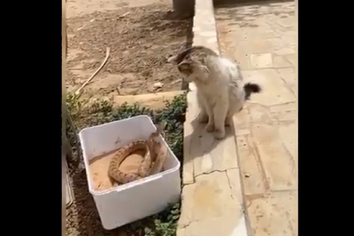 उंदराकडे पाहावं तसं सापाकडे टकामका पाहत होतं मांजर; पुढे जे घडलं ते पाहून तुम्हीही उडाल