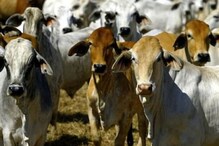 गुरं पाळणाऱ्यांना 5 लाख जिंकण्याची संधी, अर्ज करण्यासाठी उरले अखेरचे काही तास गुरं पाळणाऱ्यांना 5 लाख जिंकण्याची संधी, अर्ज करण्यासाठी उरले अखेरचे काही तास