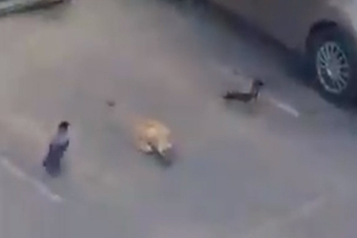 हुश्शार कावळा! मांजराची फजिती करून तिच्या तोंडचा घासही पळवला; पाहा VIDEO