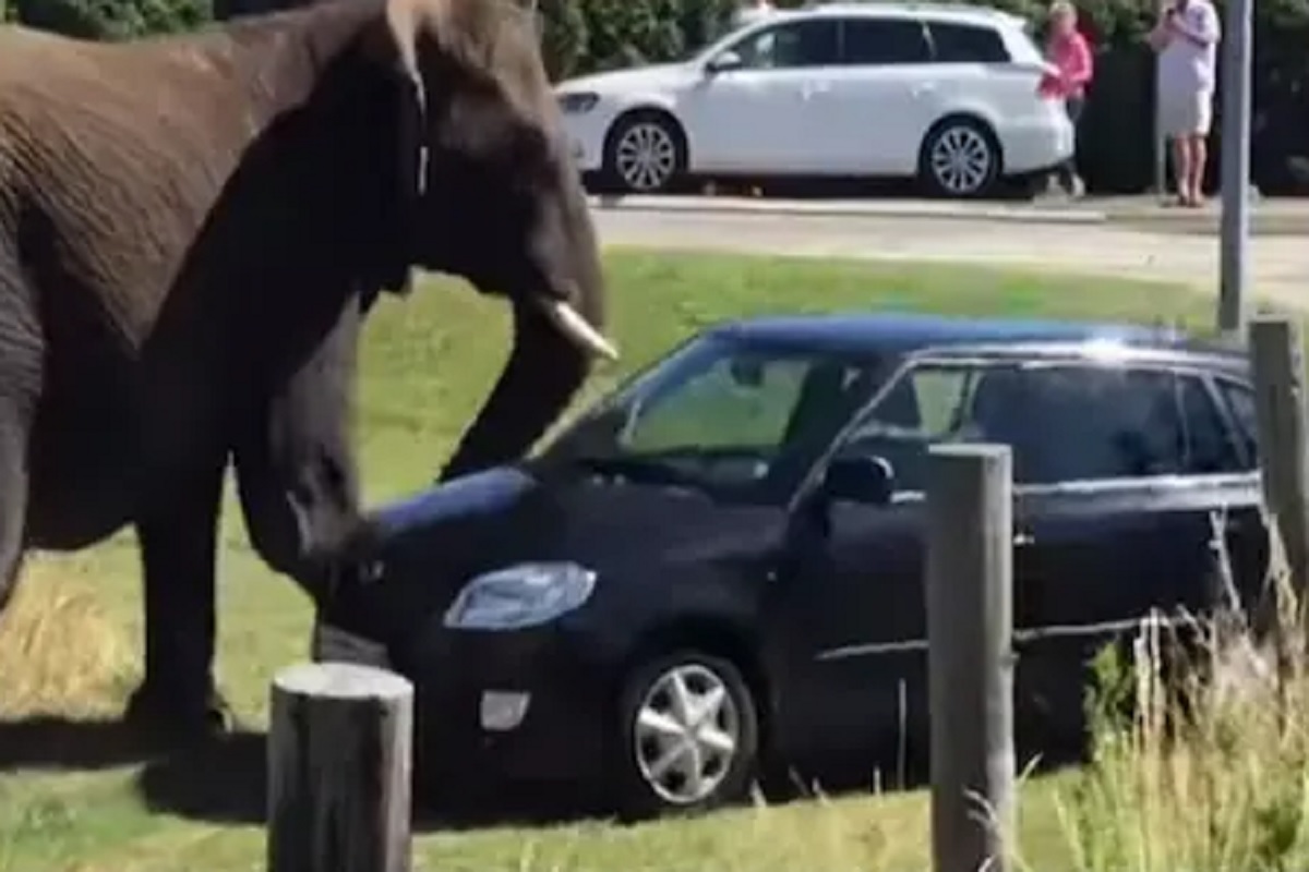 शांत वाटणाऱ्या हत्तीचा भयंकर राग; खेळण्यातील गाडीप्रमाणे उडवल्या कार