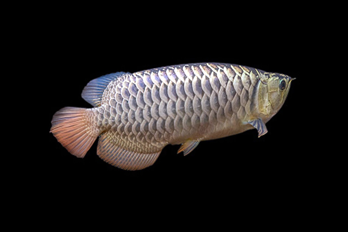 मादीने घातलेली अंडी काही न खाता-पिता हा 50 दिवस ठेवतो तोंडात; दुर्मीळ माशाची किंमत तर ऐका...