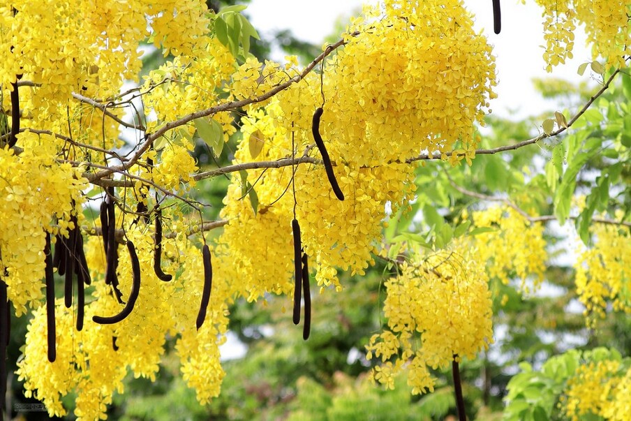 अमलतास म्हणजे गोल्डन शॉवर ट्री. या झाडावर लटकणारी पिवळी फुलं ही दिसायला अतिशय सुंदर असतात. ही फुलं त्वचारोग, हृदयाशी संबंधी आजार, कावीळ, बद्धकोष्टता,अपचन, कानदुखी याच्यांमध्ये देखील उपयोगी आहेत.