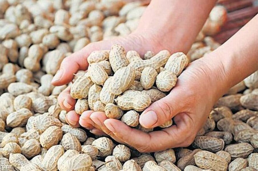 शेंगदाणे: नाश्त्यात शेंगदाणे खाणे फायदेशीर आहे. यासाठी रात्री झोपण्यापूर्वी शेंगदाणे पाण्यात भिजवून ठेवा आणि सकाळी खा. आरोग्य तज्ञांच्या मते, पोटॅशियम, कॉपर, कॅल्शियम, आयरन आणि सेलेनियमने भरपूर असलेल्या शेंगदाण्यांना भिजवून त्यांचे पौष्टिक मूल्य आणखीनच वाढवते. सकाळी रिकाम्या पोटी खाल्ल्यास गॅस आणि एसिडिटीची समस्या दूर होते.