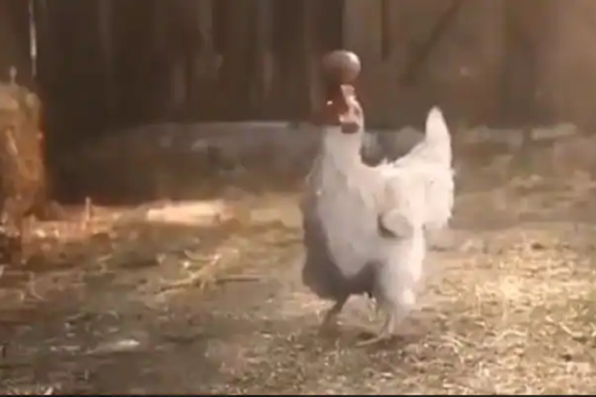 ओ तेरी! चक्क कोंबडीने केला अंड्यासोबत स्टंट; VIDEO पाहून तुम्हीही व्हाल थक्क