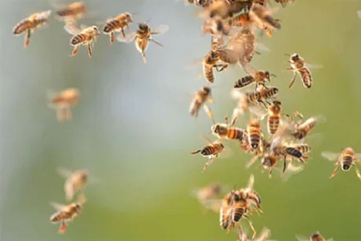 कसं शक्य आहे? मधमाश्या तयार करू लागल्या निळ्या रंगाचं मध