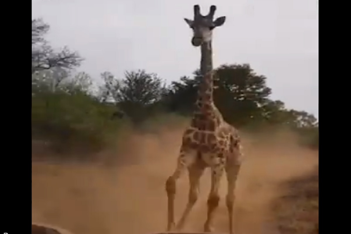 खतरनाक! जंगलात पर्यटकांना पाहून जिराफाने धारण केलं भयंकर रुप, पुढे काय झालं...पाहा VIDEO
