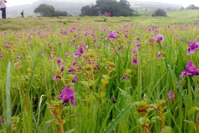 विकेंडला कास पठारावर जाण्याचा प्लॅन करताय? मग हे वाचाच; काय आहेत नियम?
