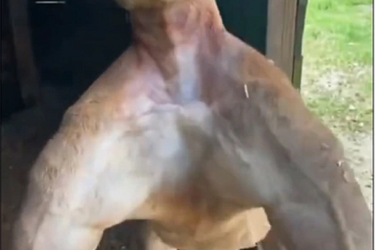 OMG! हे डोले-शोले कोणत्या माणसाचे नाहीत तर प्राण्याचे; कोण आहे हा Bodybuilder animal पाहा VIDEO