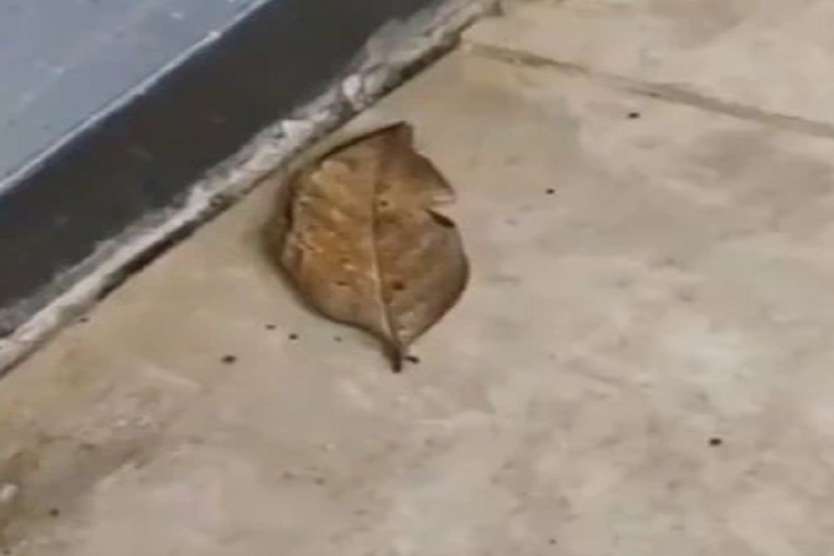 WOW! सुकलेल्या पानाचं चक्क बनलं सुंदर फुलपाखरू; विश्वास बसत नाही मग पाहा हा VIDEO