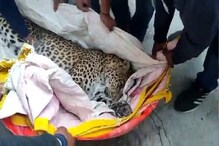 'ती' आई होती म्हणून... घरात घुसलेल्या बिबट्यापासून वाचला मुलाचा जीव 'ती' आई होती म्हणून... घरात घुसलेल्या बिबट्यापासून वाचला मुलाचा जीव