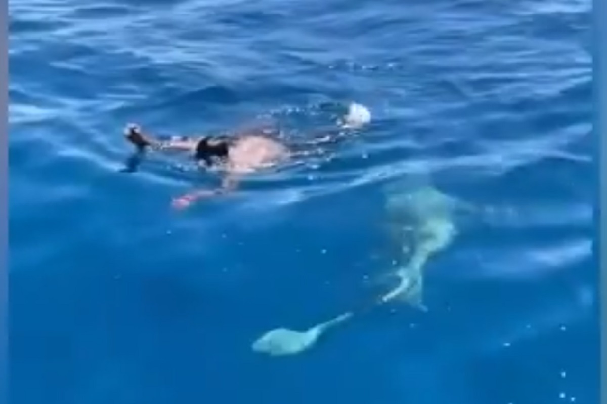 एका छोट्याशा पक्ष्याला वाचवण्यासाठी शार्कजवळ गेला आणि...; समुद्रातील थरारक VIDEO