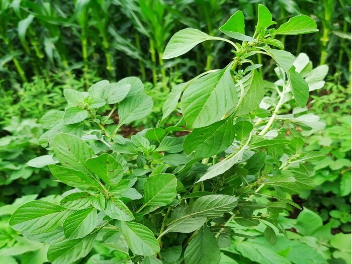 तादूंळजा किंवा रानमाठ-जसा चवळी माठ असतो, तशीच ही माठाची भाजी दिसते. थोडी चिकट असणारी ही भाजी, श्रावण महिन्यातील सणात नैवेद्य दाखवण्यासाठी केली जाते. काही लोक याच भाजीला माठलाही म्हणतात.