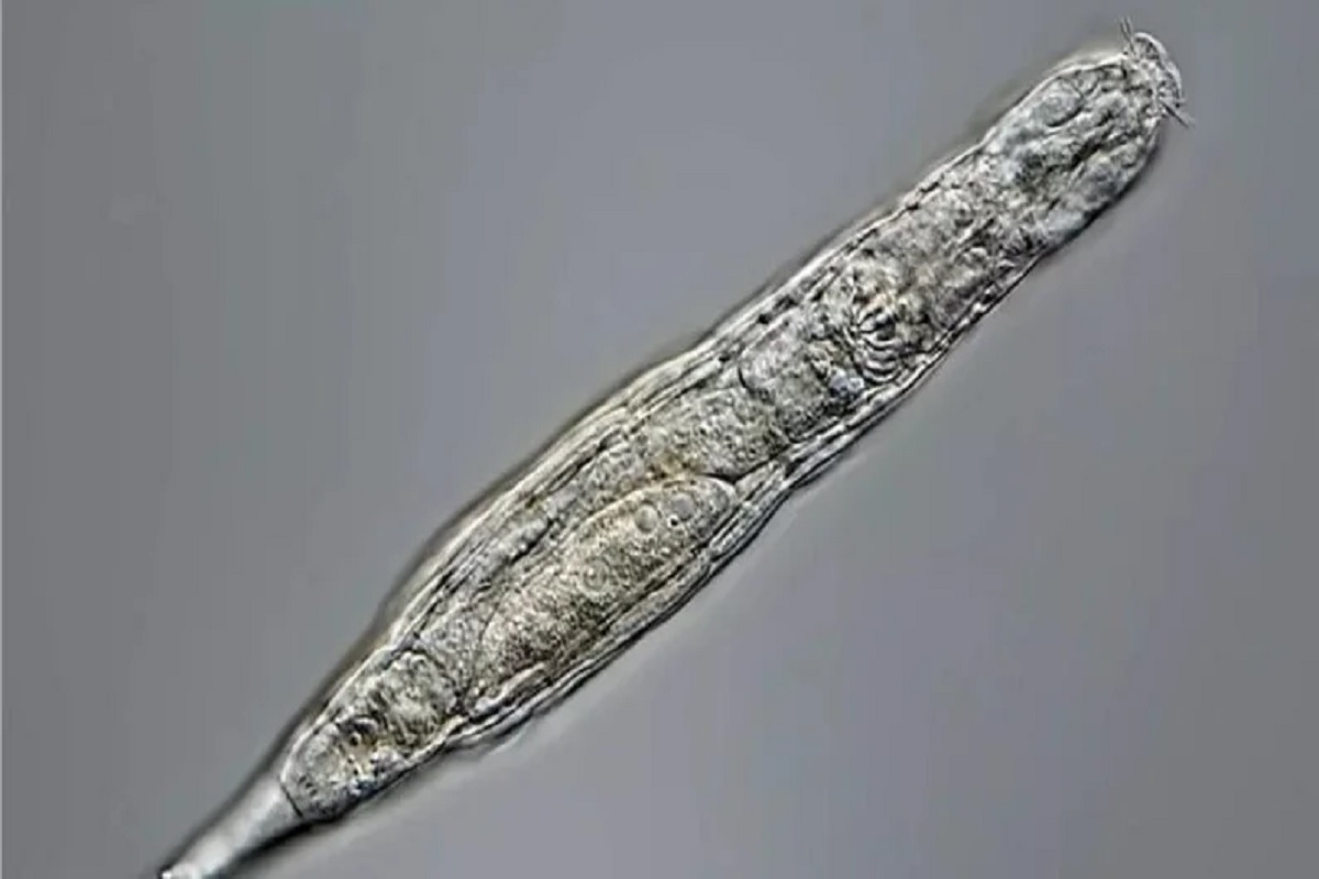 चमत्कार! बर्फाखाली दबलेला हा प्राणी 24 हजार वर्षांनंतरही सापडला जिवंत