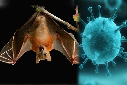 महाराष्ट्रासाठी चिंतेची बातमी, महाबळेश्वरमध्ये आढळला घातक Nipah व्हायरस!