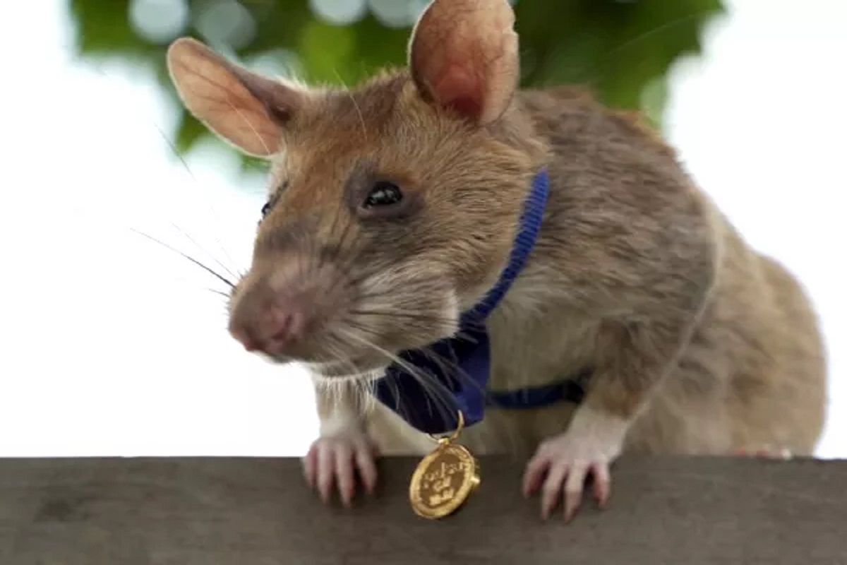 इटुकल्या पिटुकल्या उंदराने केलं लय भारी काम; हजारो लोकांचा जीव वाचवला