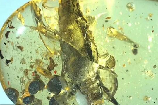 बापरे! 10 कोटी वर्षांनी आईच्या गर्भापासून वेगळं झालं बाळ, 5 बाळांना जन्म देताना झाला होता मातेचा मृत्यू