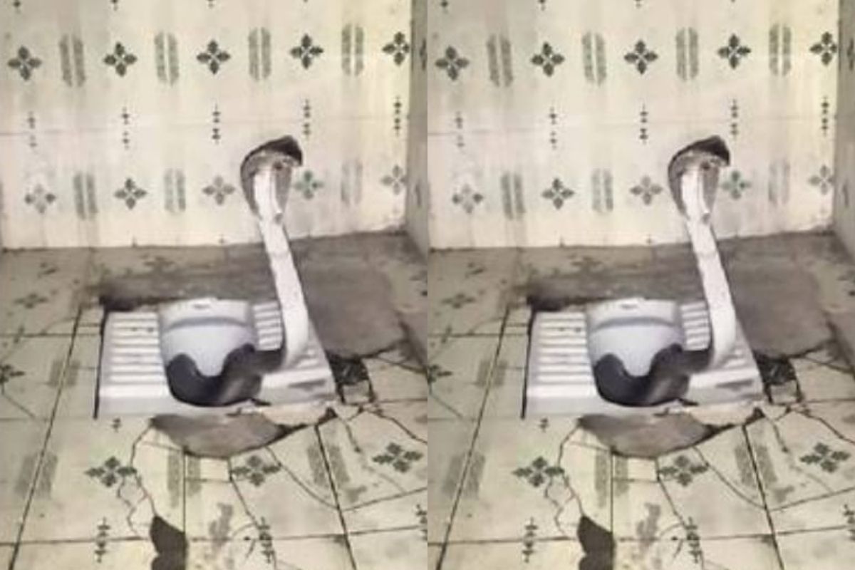 बापरे! स्वच्छतागृहात आढळला साडेसहा फुटाचा नाग, पोलिसाची पळता भुई थोडी