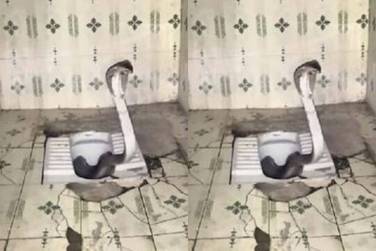 बापरे! स्वच्छतागृहात आढळला साडेसहा फुटाचा नाग, पोलिसाची पळता भुई थोडी
