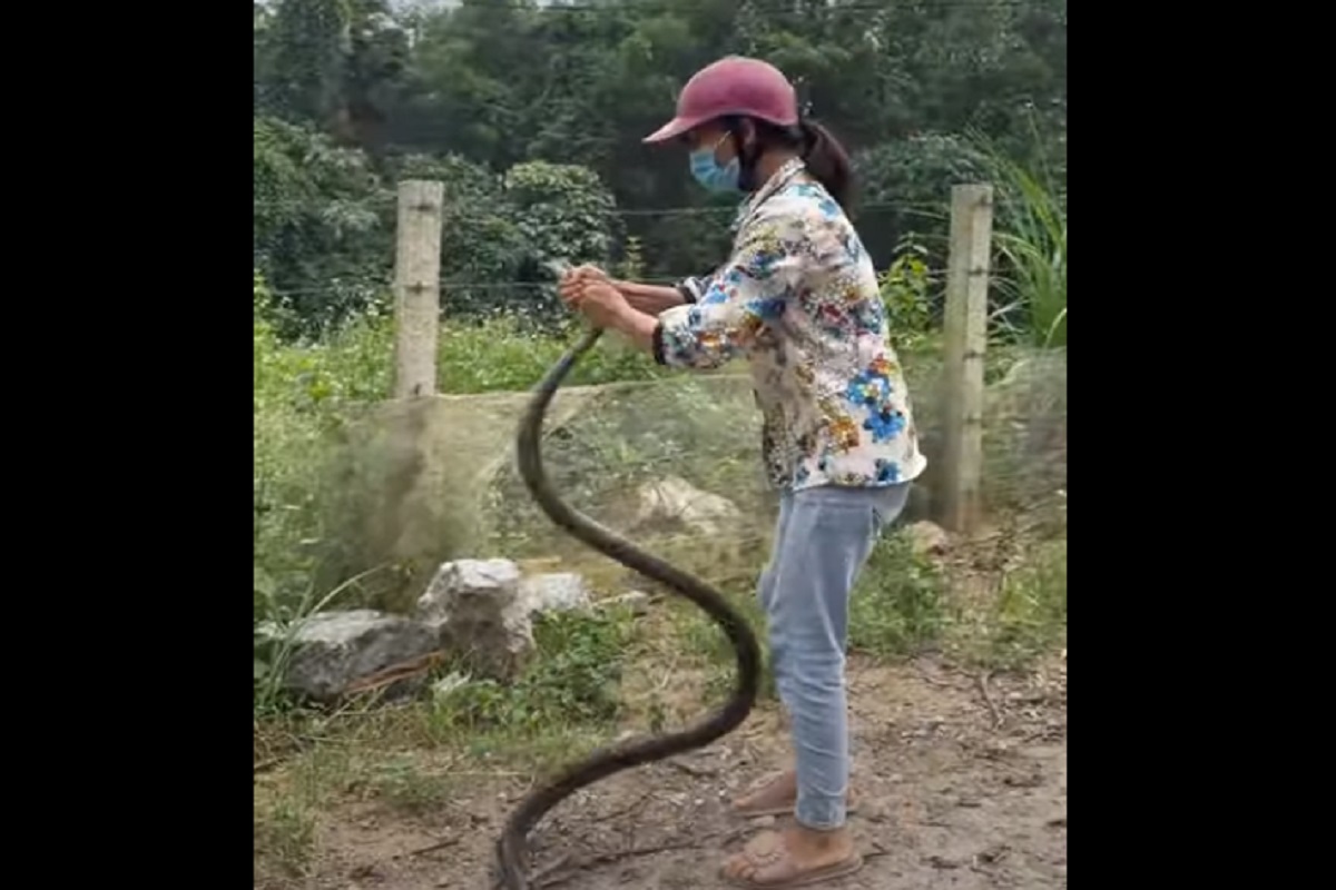 VIDEO - काठीऐवजी तरुणीने हातानेच पकडला भलामोठा साप; पुढे जे घडलं ते पाहून उडेल थरकाप