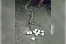 बापरे! साडेपाच फुटाच्या सापानं गिळले 10 अंडे; हालताही न आल्यानं झाली वाईट अवस्था बापरे! साडेपाच फुटाच्या सापानं गिळले 10 अंडे; हालताही न आल्यानं झाली वाईट अवस्था