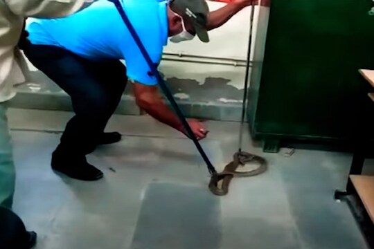 VIDEO: कोरोना सेंटरमध्ये सहा फूट लांब साप घुसला; डॉक्टर आणि रुग्णांची उडाली धावपळ