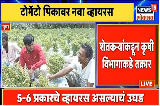 Pune: आता पिकांवरही व्हायरस; जुन्नरमध्ये टोमॅटोवर तिरंगा रोगाचं संकट, पाहा VIDEO