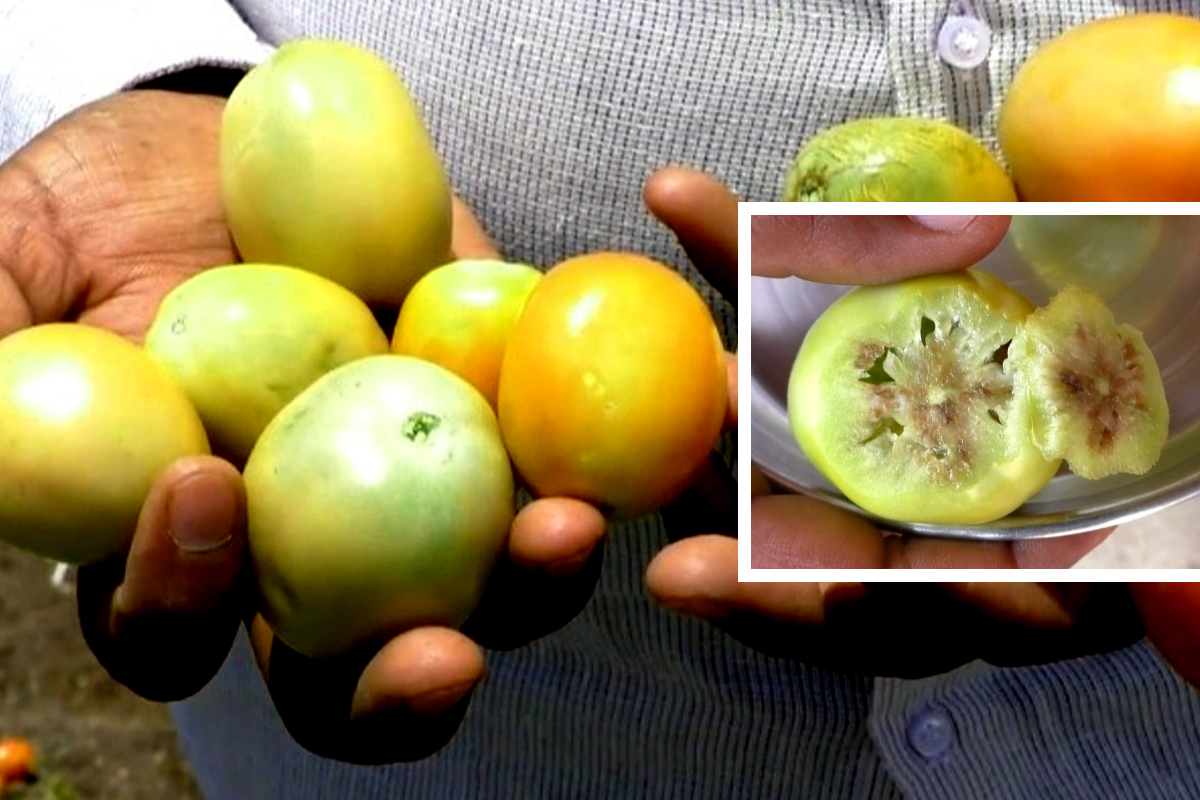 Pune : टोमॅटो पिकाला व्हायरसची लागण, 'प्लास्टिक टोमॅटो' मुळं शेतकऱ्यांना लाखो रुपयांचा तोटा