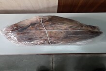 व्हेल माशाची उलटी विकणाऱ्याला मुंबईत अटक, उलटीची किंमत तब्बल 7.75 कोटी रुपये व्हेल माशाची उलटी विकणाऱ्याला मुंबईत अटक, उलटीची किंमत तब्बल 7.75 कोटी रुपये