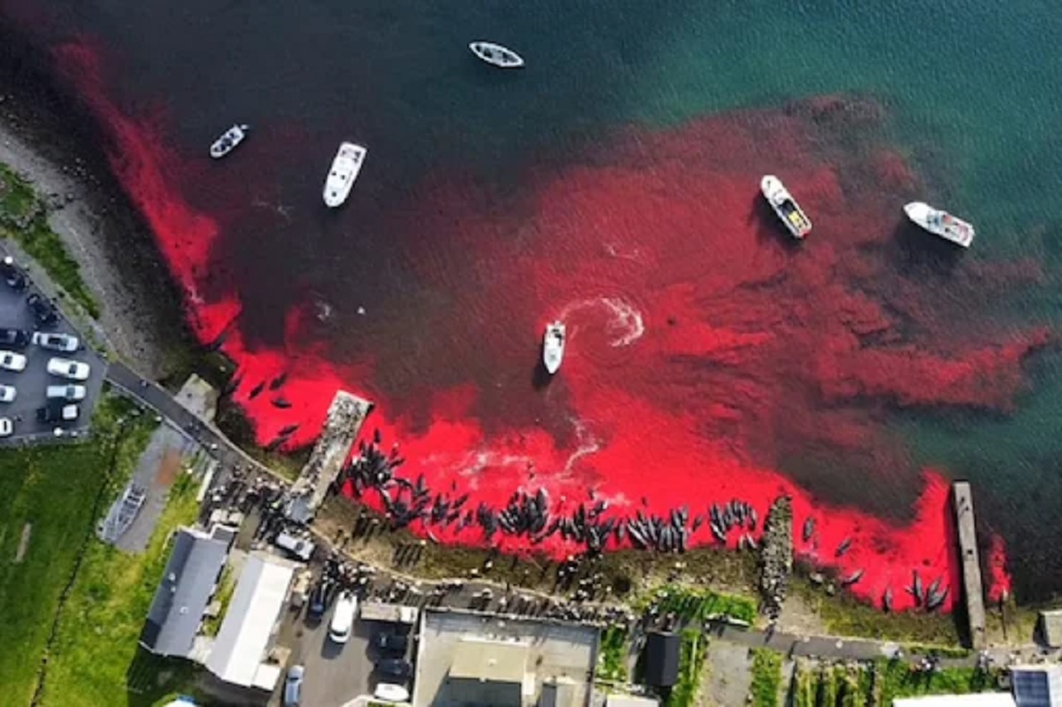 Blood Sea: इथे रक्ताळला समुद्र! शेकडो व्हेल माशांची निर्घृण कत्तल; कारण ऐकून हैराण व्हाल