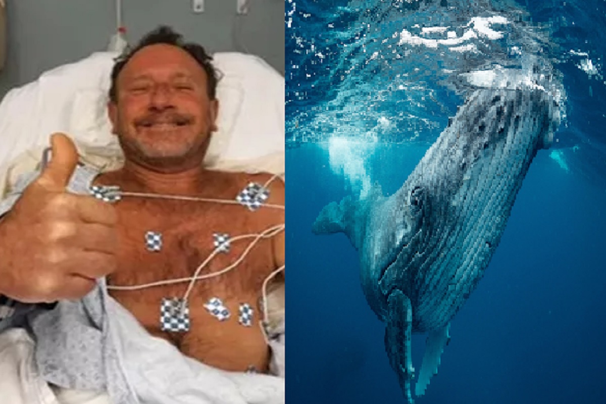 आश्चर्य! व्हेलने शिकार केली; पण अवघ्या 40 सेकंदातच तिच्या जबड्यातून जिवंत बाहेर आली व्यक्ती