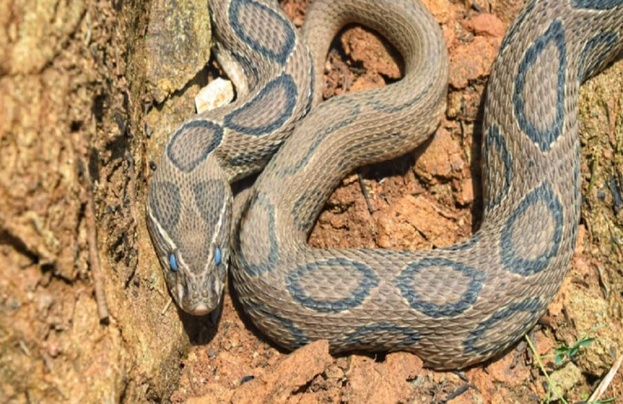 मानवी वस्तीत सापडलेल्या या विषारी नागाला सुरक्षितरित्या जंगलात सोडून देण्यात आलं आहे. 