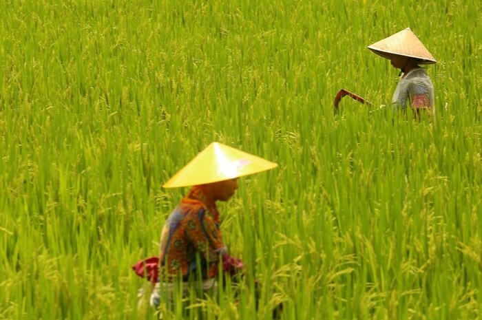 स्पेस राइसच्या बियाण्याची लांबी सुमारे 1 सेंटीमीटर एवढी आहे. काही काळ अंतराळाच्या निर्वात वातावरणात राहिल्यानंतर बियाण्यामध्ये बरेच बदल होतात. त्यांना जमिनीत पेरल्यास जास्त उत्पन्न मिळतं, असा चीनचा दावा आहे. 