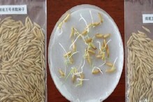 अजबच! चीनने अंतराळात पेरले तांदूळ, स्वर्गातला भात म्हणून सोशल मीडियावर फिरतायत PHOTO
