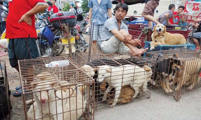 डॉग मीट : चीनमध्ये कुत्र्याचं मांस चवीनं खाल्लं जातं. यासाठी रस्त्यावरची भटकी कुत्री उचलली जातात आणि अशी विकली जातात. कुत्र्याच्या मांसासाठी चोरीही तिथे नेहमी होते. डॉग मीट फेस्टही तिथे भरवला जातो.