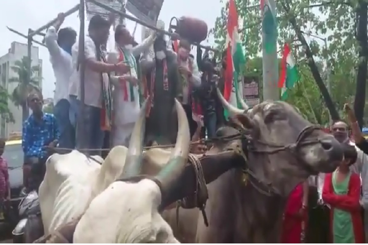 काँग्रेस कार्यकर्त्यांचे वजन बैलांना झेपेना, बैलगाडीतून भाई जगतापांसह कार्यकर्ते रस्त्यावर, पाहा Video.