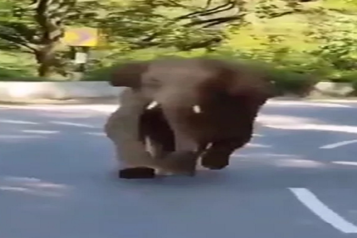 VIDEO काढताना पाहून चवताळला हत्ती; धावत आला आणि...; पाहूनच भरेल धडकी